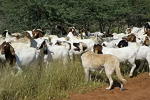 Herd Breeds Collection: Anatolian Shepherd Dog - with herd of goats (Dog used by Cheetah Conservation Fund in Namibia to)