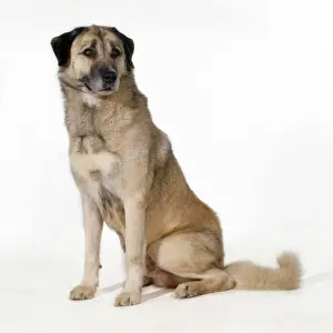 Shepherd Dog Prints: Anatolian Shepherd Dog - (Karabash)