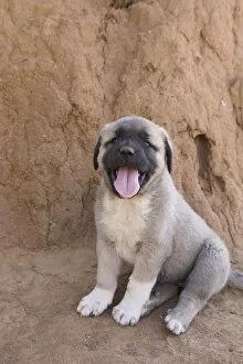 Anatolian shepherd dog puppy mouth open