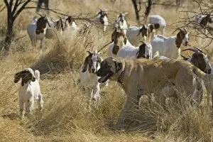 Anatolian Shepherd Dogs - walking with goats
