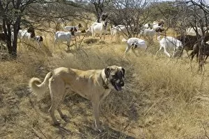 Images Dated 11th September 2006: Anatolian Shepherd Dogs - walking with goats