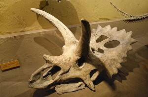 Images Dated 17th July 2008: Anchiceratops ornatus Dinosaur Fossil - late cretaceous Royal Tyrrell Museum Alberta Canada