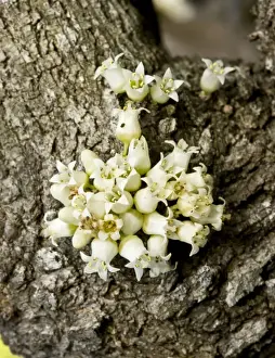 Spine Prints: Anchor plant or crucifixion thorn
