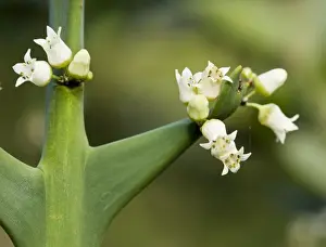 Anchor plant or crucifixion thorn, Colletia paradoxa with flowers and spines; Rhamnaceae; from Brazil and Uruguay