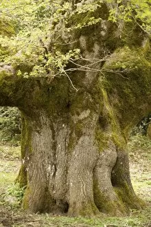 Images Dated 17th April 2006: Ancient 600 year old Sessile Oak