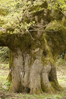 Images Dated 17th April 2006: Ancient 600 year old Sessile Oak ( Quercus petraea ) in the mountains of Sicily