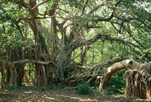 Images Dated 27th July 2006: Ancient Banyan Tree - 2nd oldest tree in India. India