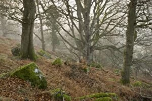 Images Dated 13th January 2012: Ancient Beech and Oak Trees in the mist