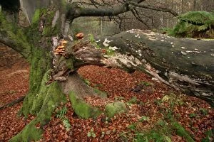 Ancient Beech Tree - Covered with various fungi, in old forest of Sababurg, autumn