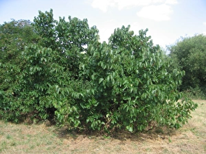 Images Dated 9th August 2006: Ancient Black Mulberry Fruit Tree, UK