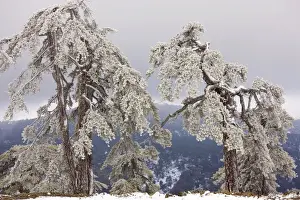 Ancient Black Pine forest - in snow and freezing fog, high in the Troodos Mountains, Greek Cyprus (south)