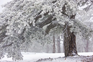 Ancient Black Pine forest - in snow and freezing fog, high in the Troodos Mountains Ancient Black Pine forest - in snow and freezing fog, high in the Troodos Mountains