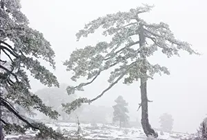 Ancient Black Pine forest - in snow and freezing fog, high in the Troodos Mountains, Greek Cyprus (south)