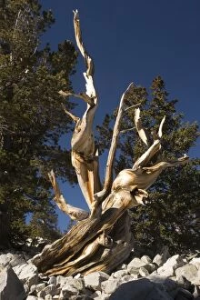 Ancient bristlecone pine trees