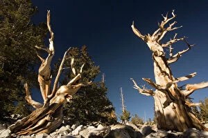 Ancient bristlecone pine trees
