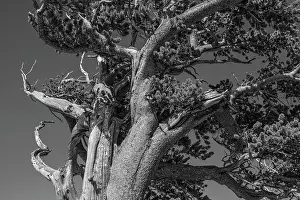 High Prints: Ancient bristlecone pines, Mount Evans Wilderness Area, Colorado Date: 14-06-2021