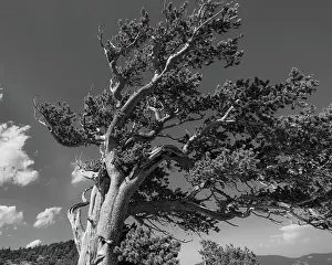 Ancient bristlecone pines, Mount Evans Wilderness Area, Colorado Date: 14-06-2021