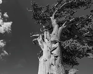 Ancient bristlecone pines, Mount Evans Wilderness Area, Colorado Date: 14-06-2021