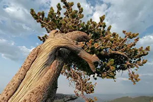 Ancient bristlecone pines, Mount Evans Wilderness Area, Colorado Date: 15-06-2021