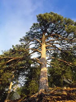 Corsica Prints: Ancient Corsican Pine Larico Corsica