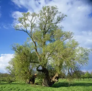 Willows Prints: Ancient Crack Willows