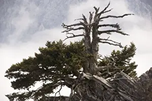 Crete Prints: An ancient Cypress (Cupressus sempervirens forma horizontalis) in the White Mountains