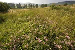 Images Dated 4th July 2007: Ancient flowery grasslands around the saxon village of Viskri, Transylvania