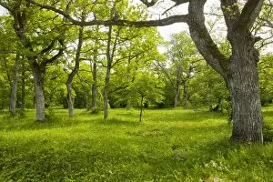 Wooded Meadow Collection: Ancient flowery wood pasture / wooded meadow at Loode Oakwood or Oak Grove, Saarema Island, Estonia