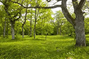 Protected Area Prints: Ancient flowery wood pasture / wooded meadow at Loode Oakwood or Oak Grove