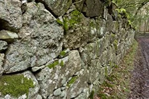 Images Dated 13th January 2012: Ancient granite wall enclosing Whiddon / Whyddon