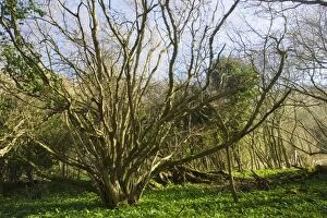Ancient hazel coppice stool in bluebell wood