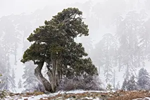 Snowfall Prints: Ancient Juniper tree - in freezing fog and snow high in the Troodos Mountains