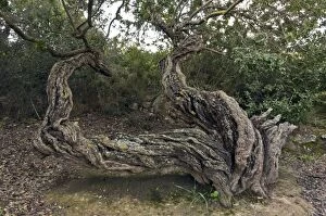 Ancient Mastic trees