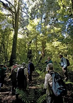 Ancient mixed podocarp forest, mainly Rimu, in
