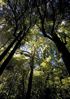 Images Dated 12th January 2005: Ancient mixed podocarp forest, mainly Rimu, in Pureora rain forest, North Island, New Zealand