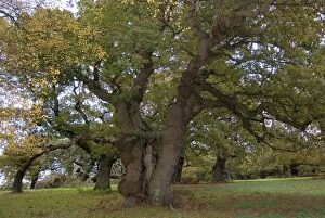 Images Dated 10th November 2012: Ancient Oak Tree