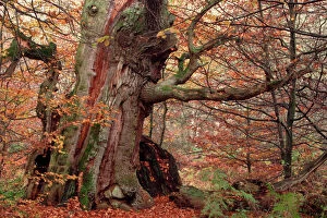 Images Dated 29th October 2004: Ancient Oak Tree - Autumn colour in old forest of Sababurg, october. North Hessen, Germany