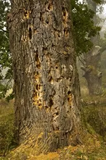 Ancient oak tree with beetle and woodpecker holes in wood pasture