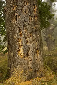 Saxon Prints: Ancient oak tree with beetle