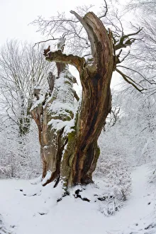 Images Dated 10th August 2020: Ancient Oak Tree, covered in snow in winter, Sababurg ancient forest, Hessen