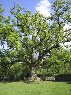 Images Dated 5th May 2005: Ancient Oak Tree - In garden