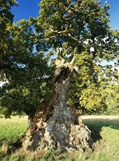 Images Dated 11th October 2004: Ancient Oak Tree Judge Wyndhams Oak Near Gilligham, North Dorest, UK