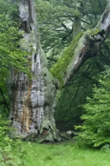 Ancient Oak Tree - In summer morning mist