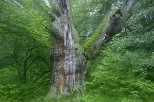 Ancient Oak Tree - In summer morning mist Sababurg, North Hessen, Germany