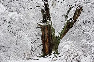 Weather Prints: Ancient Oak Tree in Winter - Snow covered ancient oak tree in winter