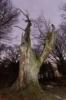 Dramatic Prints: Ancient Oak Tree - and winter star trails - Sababurg Ancient Forest Reserve - North Hessen - Germany