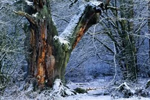 Ancient Oak Tree - in winter, four hundred years old