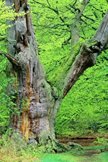 Plants Collection: Ancient Oak Tree - four hundred years old Sababurg forest, Hessen, Germany