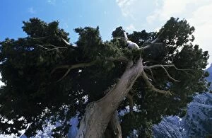 Images Dated 23rd March 2011: Ancient Pine Tree - Samaria Gorge - Crete
