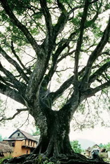 Images Dated 14th November 2006: Ancient Pipal Tree - Sacred Fig Nepal